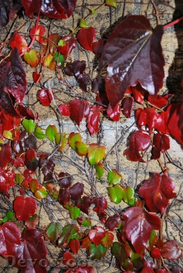 Devostock Autumn Multicoloured Leaves Grapes 0