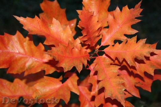 Devostock Autumn Oak Leaves Colors
