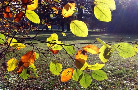 Devostock Autumn Park Leaves Emerge
