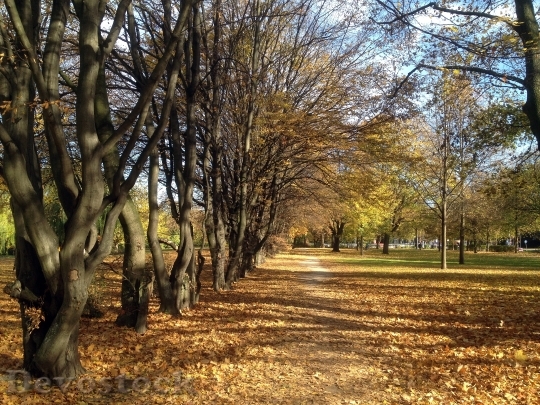 Devostock Autumn Park Trees Away