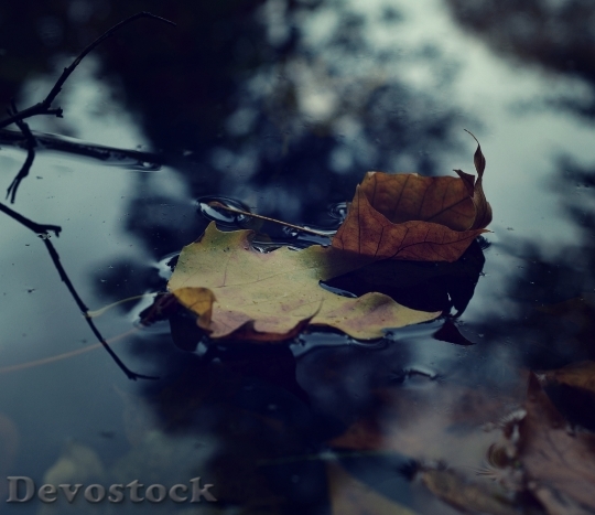 Devostock Autumn Pond Leaves Park 0