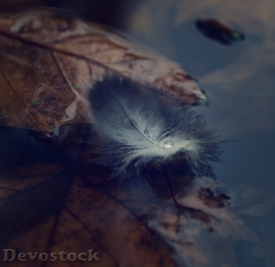 Devostock Autumn Pond Leaves Park