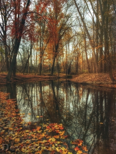 Devostock Autumn Pond Woods Mysterious