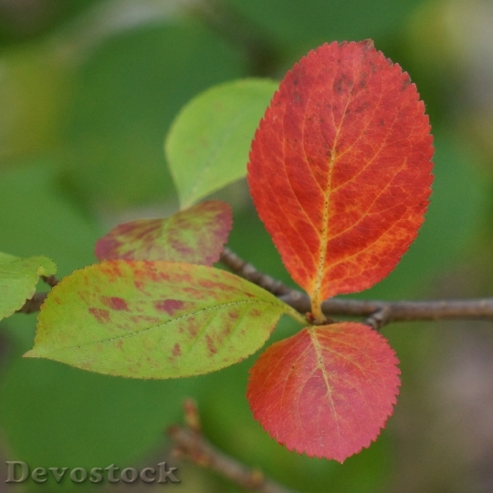 Devostock Autumn Red Leaves Aronia 0
