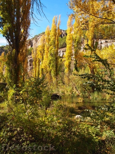 Devostock Autumn River Poplars Landscape