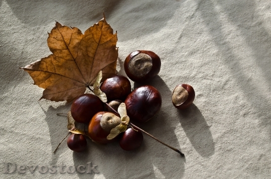 Devostock Autumn Season Chestnut Chestnuts