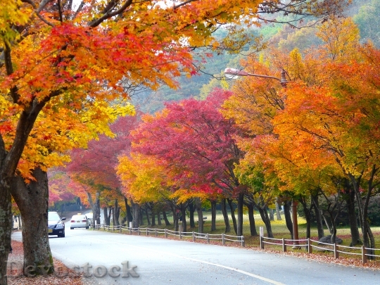 Devostock Autumn Season Colorful Leaves