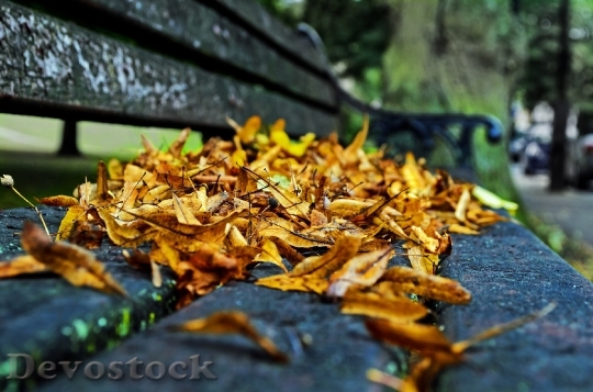 Devostock Autumn Season Leaves Colors 6