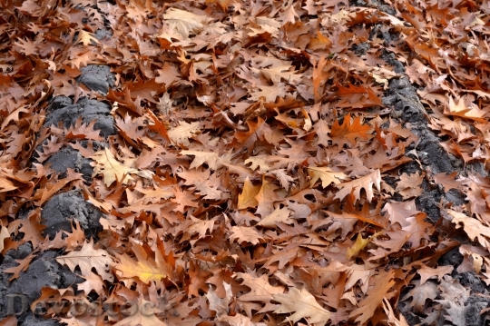Devostock Autumn Season Leaves Oak