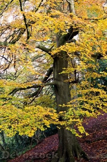 Devostock Autumn Season Leaves Tree