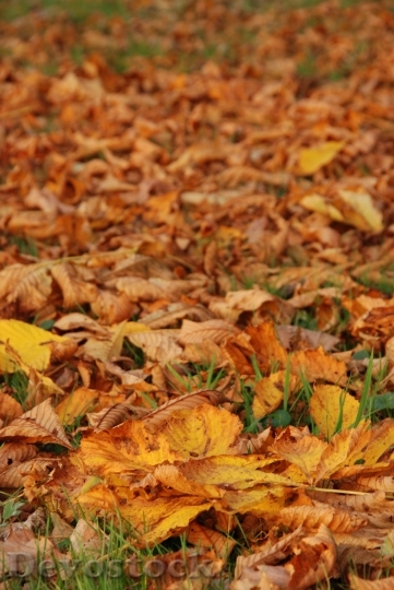 Devostock Autumn Sheet Leaves Yellow 0