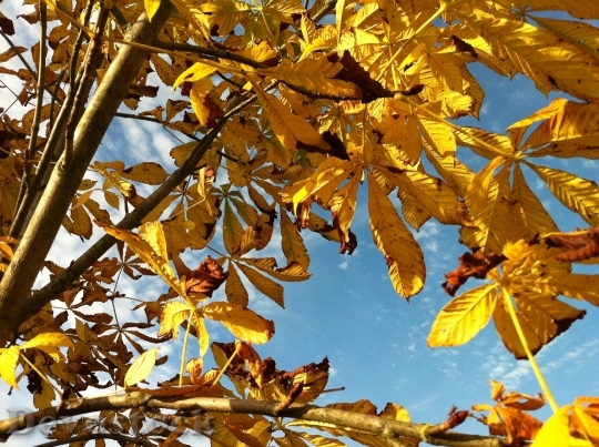 Devostock Autumn Sky Leaves Golden
