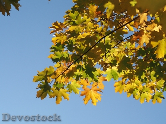 Devostock Autumn Sunning Leaves Fall