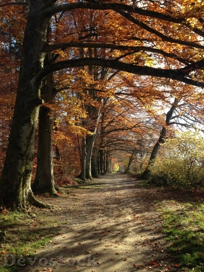 Devostock Autumn Tree Away Forest