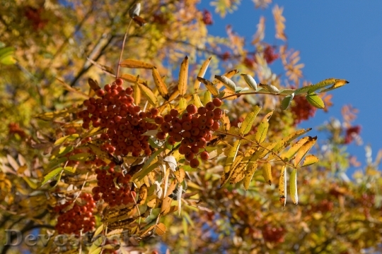 Devostock Autumn Tree Colourful Leaves