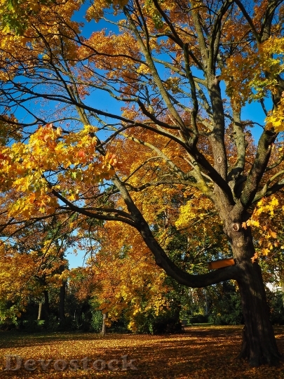 Devostock Autumn Tree Golden Autumn 1