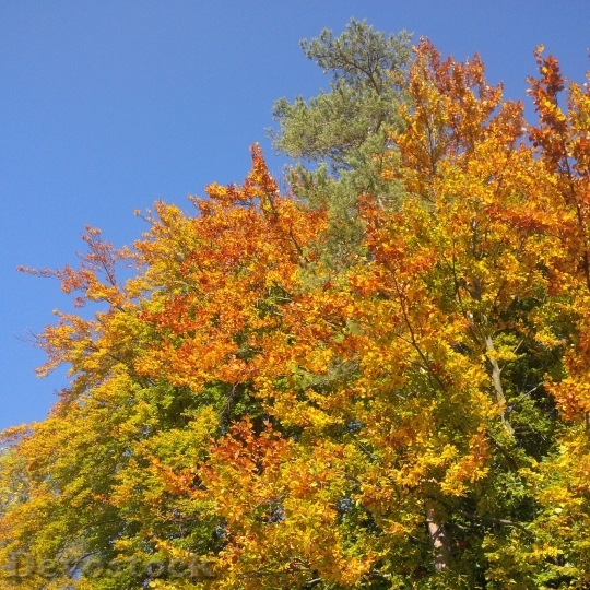 Devostock Autumn Tree Golden Autumn 6