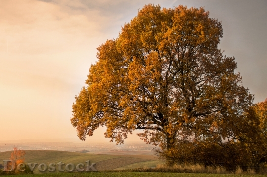 Devostock Autumn Tree Mood Leaves