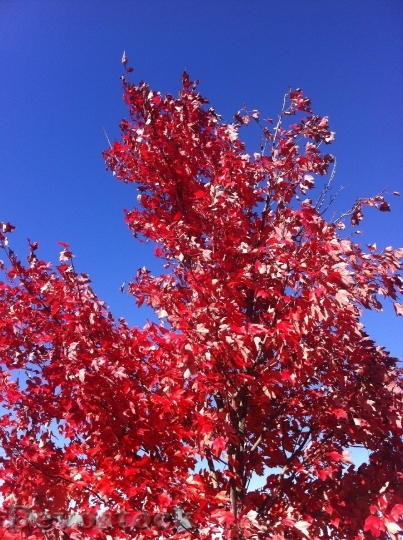 Devostock Autumn Tree Nature Fall