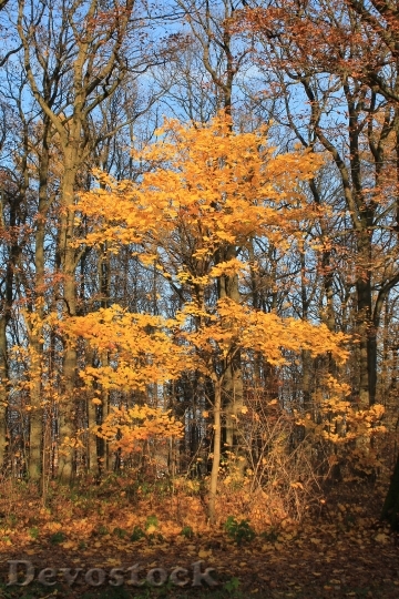 Devostock Autumn Tree Orange Leaves