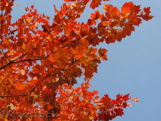 Devostock Autumn Tree Organic Agriculture