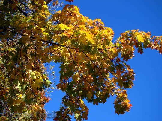 Devostock Autumn Tree Sky Blue