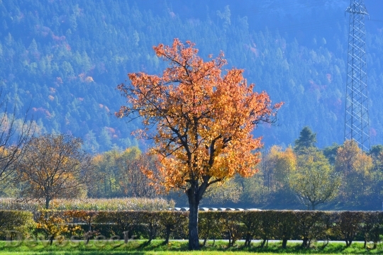 Devostock Autumn Tree Tree In 0