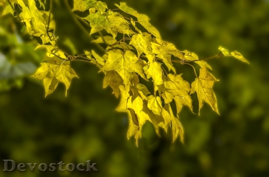 Devostock Autumn Tree Trees Leaves 3