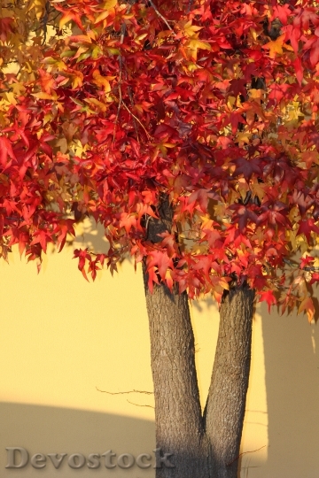 Devostock Autumn Trees Color Maple