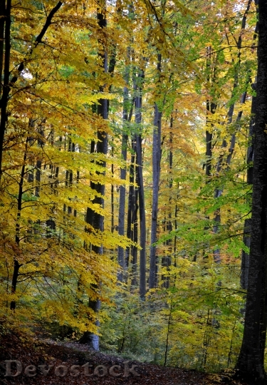 Devostock Autumn Trees Forest Nature 0