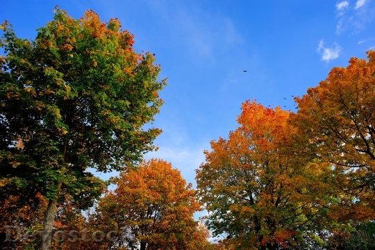Devostock Autumn Trees Golden Autumn 0