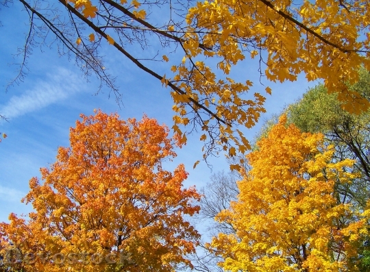 Devostock Autumn Trees Leaves Yellow 0