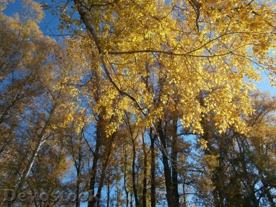 Devostock Autumn Trees Nature Stroll