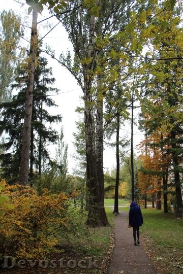 Devostock Autumn Trees Path Nature