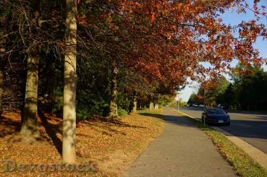 Devostock Autumn Walkway