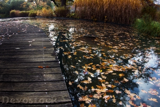 Devostock Autumn Water Leaves Bridge
