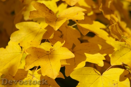 Devostock Autumn Yellow Leaves 1390724