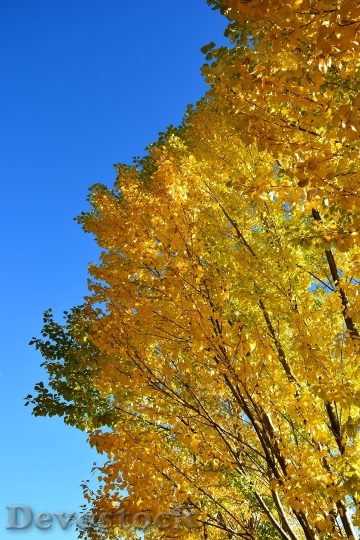 Devostock Autumn Yellow Leaves Blue