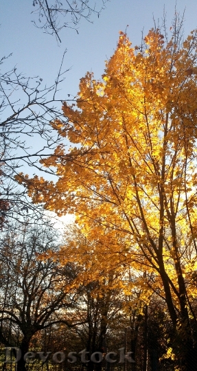 Devostock Autumn Yellow Tree Morning