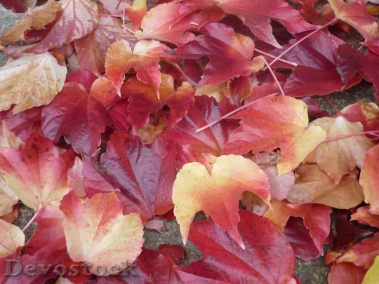 Devostock Autumnal Coloration Foliage 507997