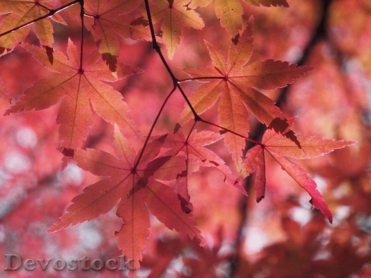 Devostock Autumnal Leaves Autumn Aomoriya 1