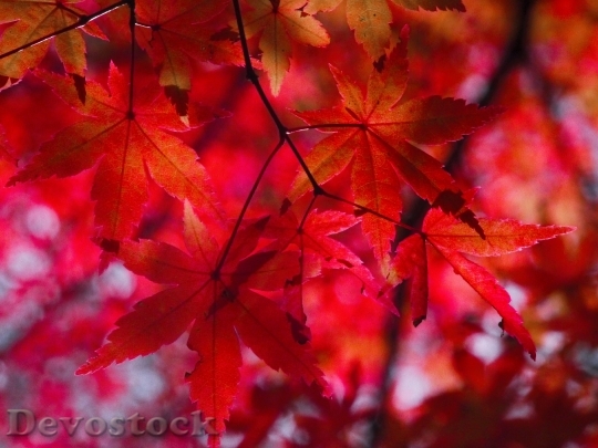 Devostock Autumnal Leaves Autumn Aomoriya 2