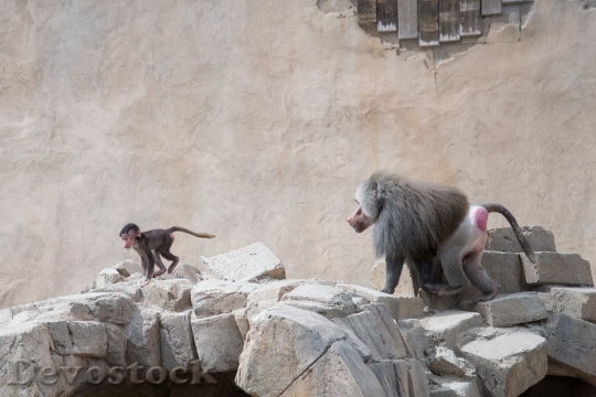 Devostock Baboon Chasing Run Mammal