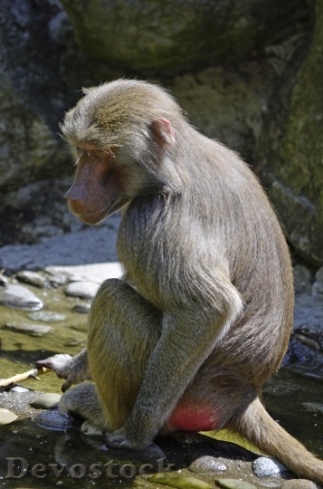 Devostock Baboon Monkey Sit Primate