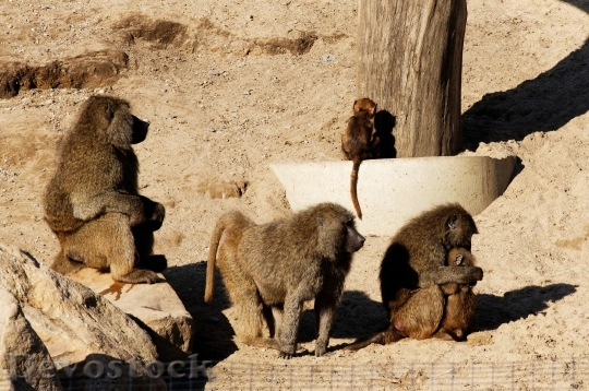 Devostock Baboon Young Animals Family