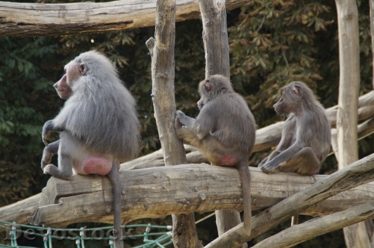 Devostock Baboons Sit Family Monkey