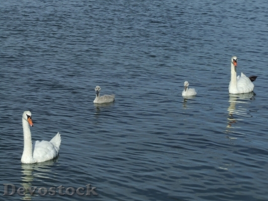 Devostock Baby Swans Swans Water