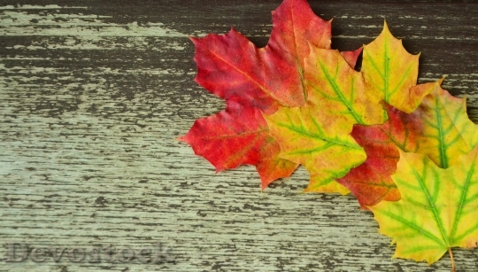 Devostock Background Autumn Leaves Colorful