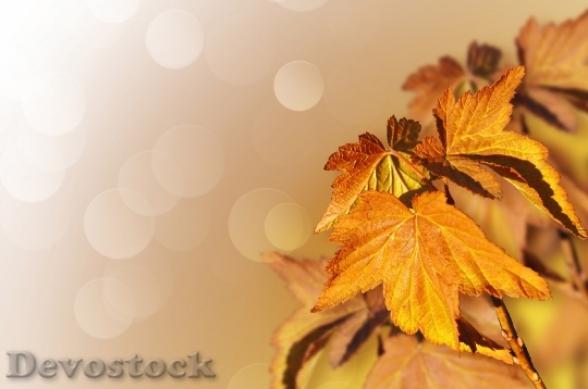 Devostock Background From Autumn Leaves
