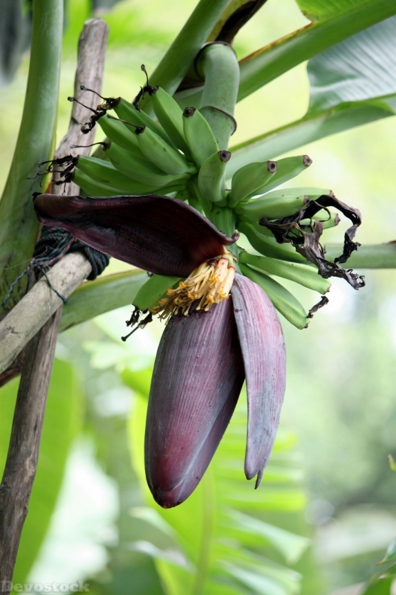 Devostock Banana Floral Plant Blossom